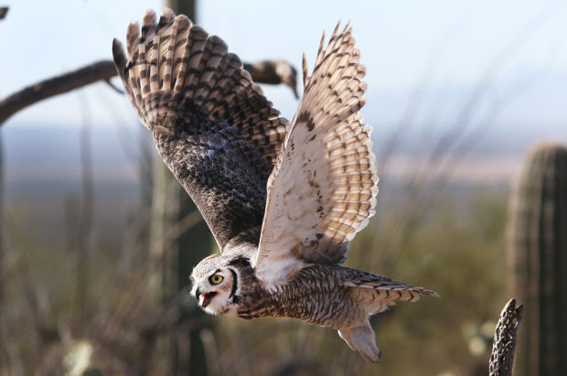 Raptor Free Flight